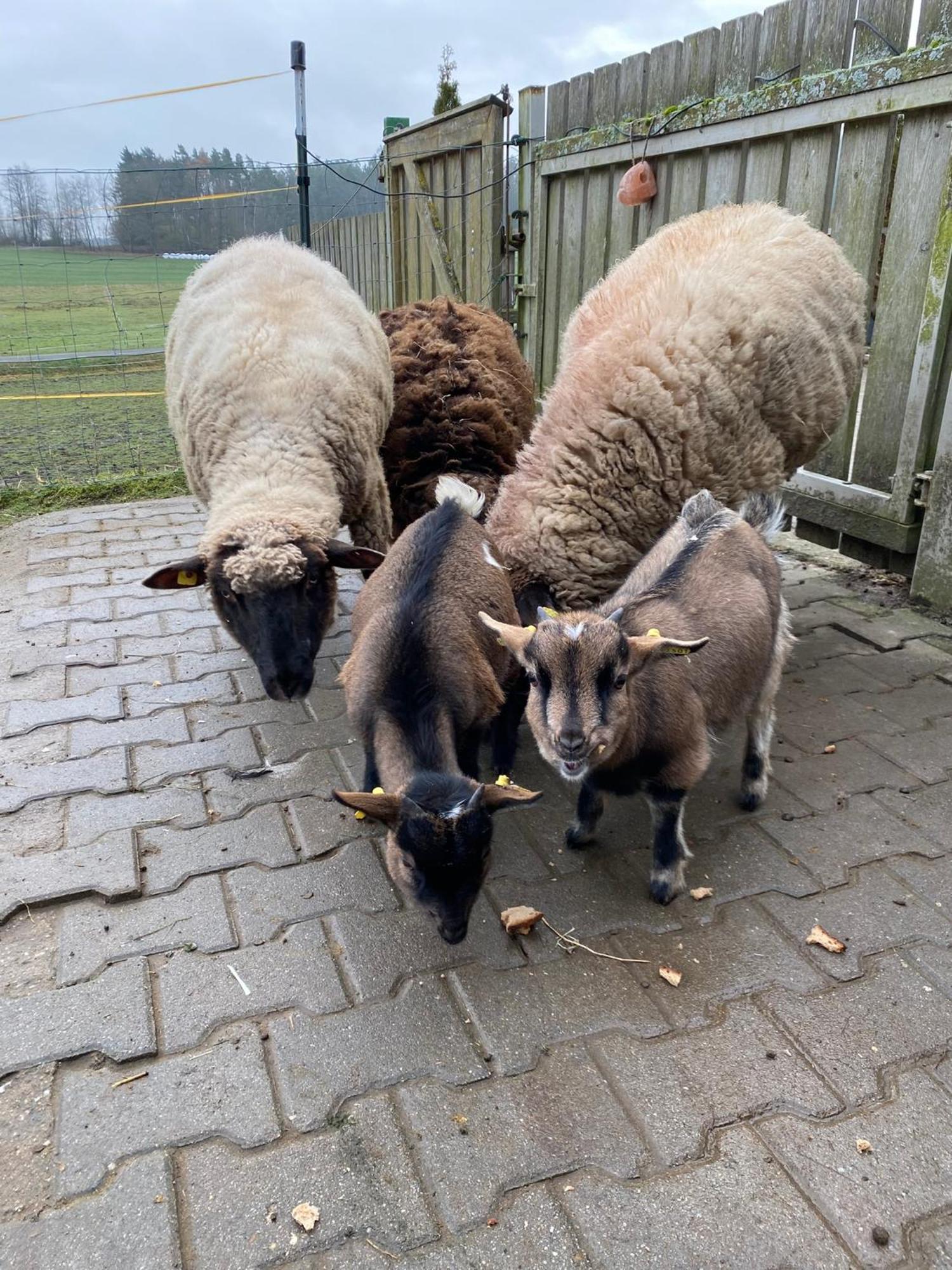 Baerenhof Leilighet Tirschenreuth Eksteriør bilde